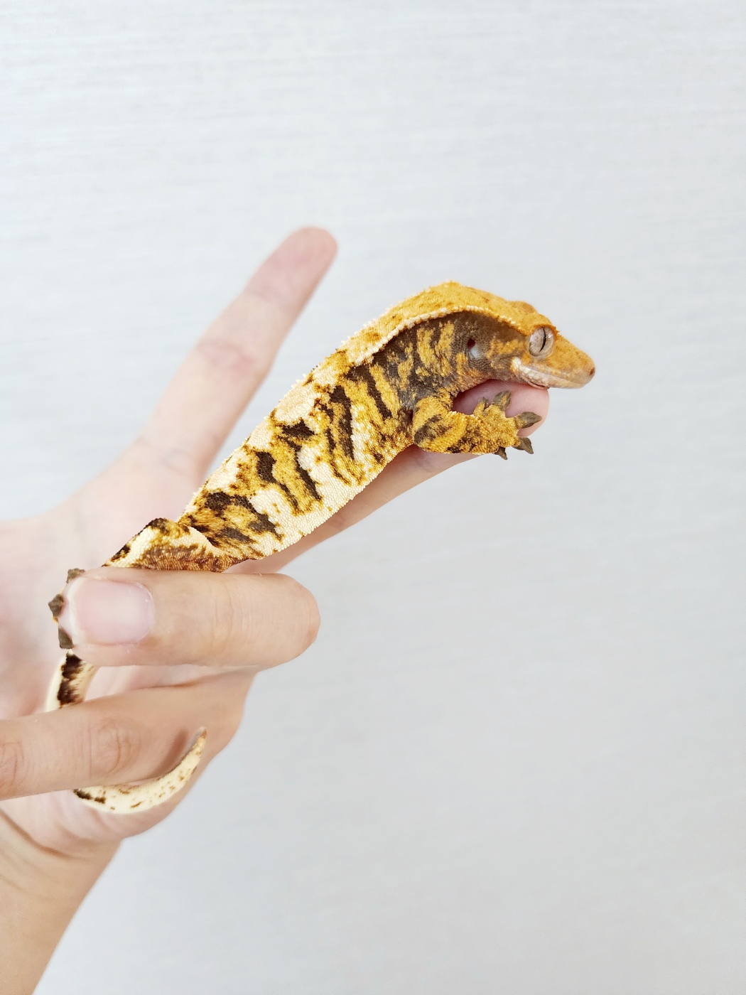 Harlequin Barb Extreme Harlequin Tri