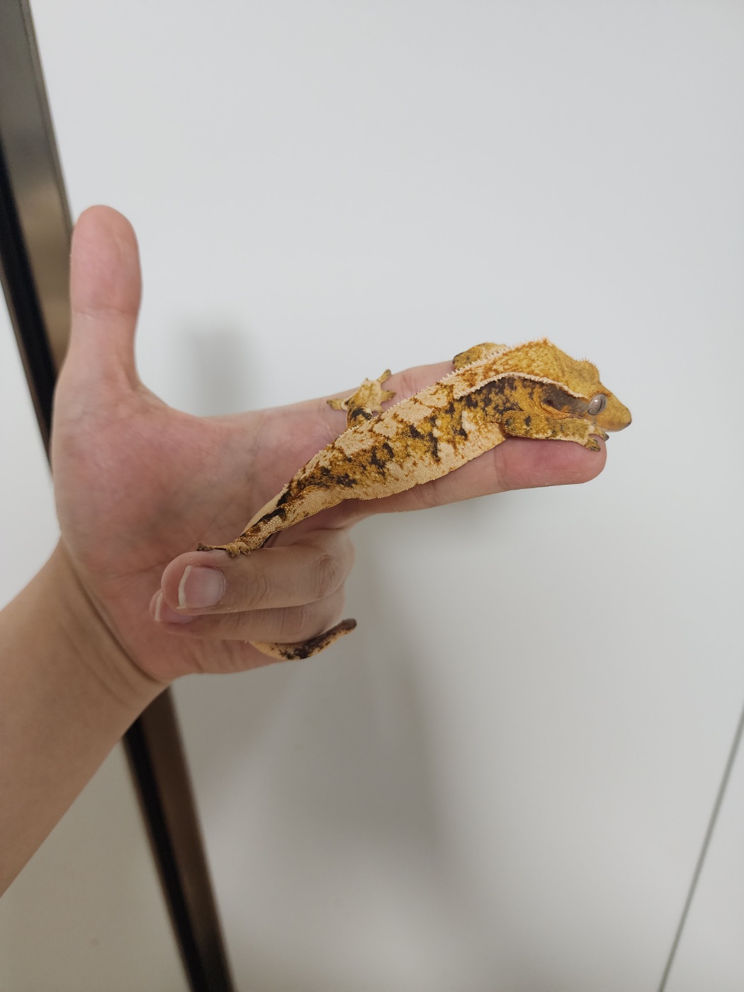 Tri Extreme Harlequin