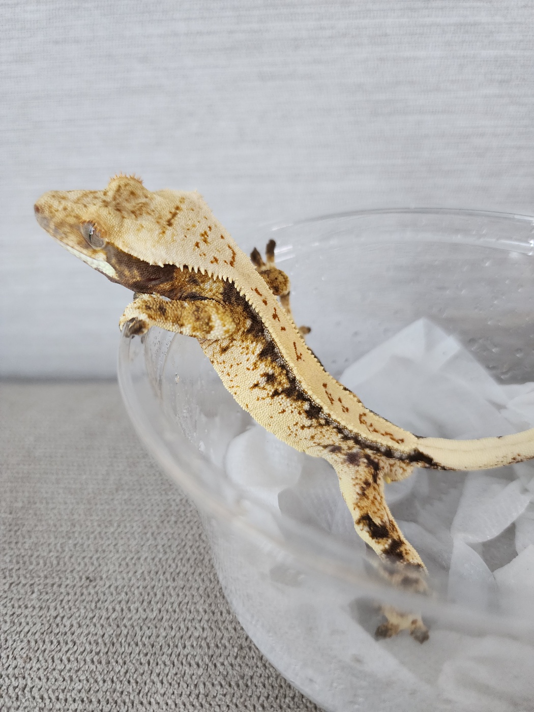 White Spot Tri White Pin Drippy White Porthole Full Pinstripe