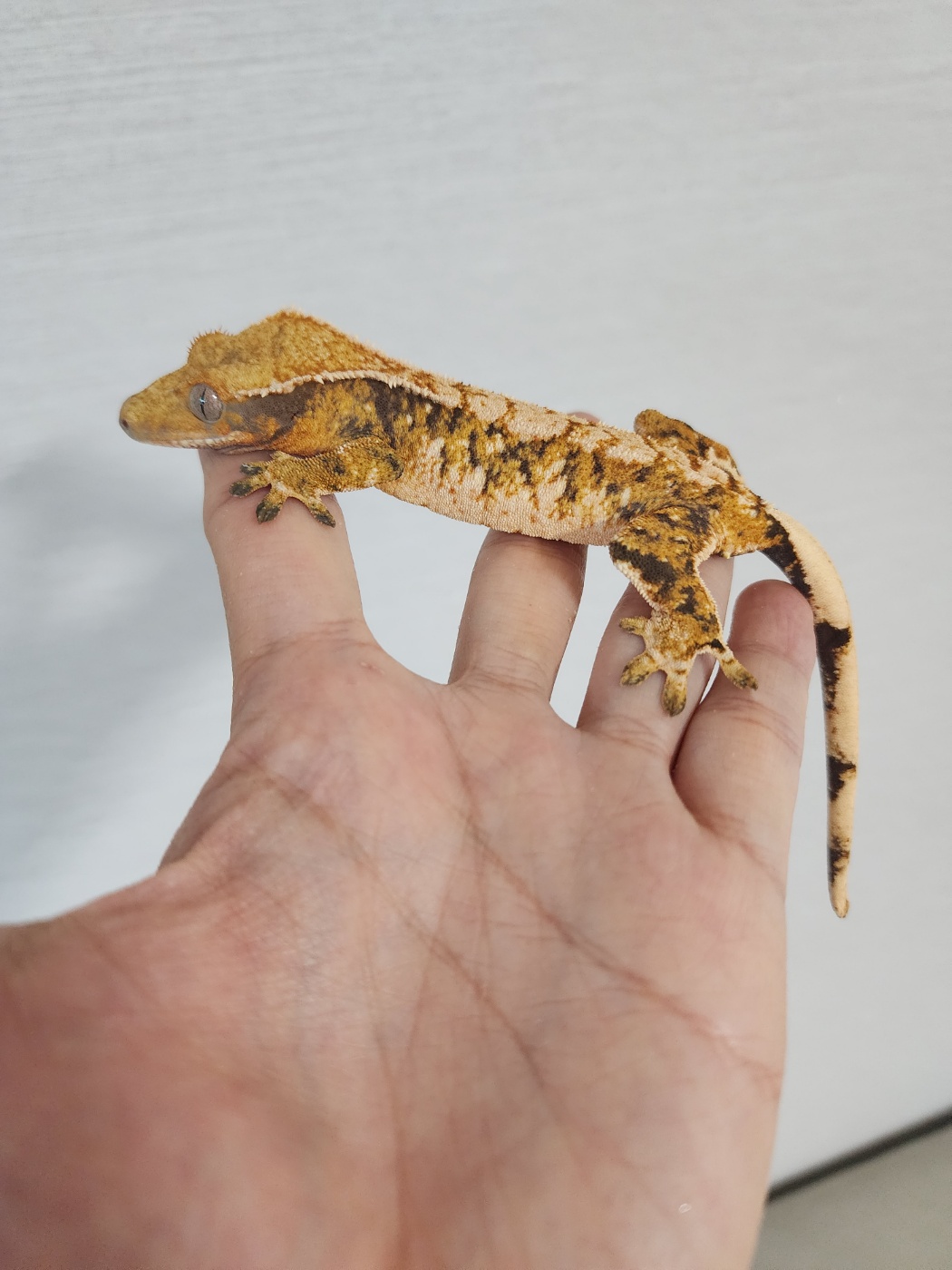 Tri Extreme Harlequin