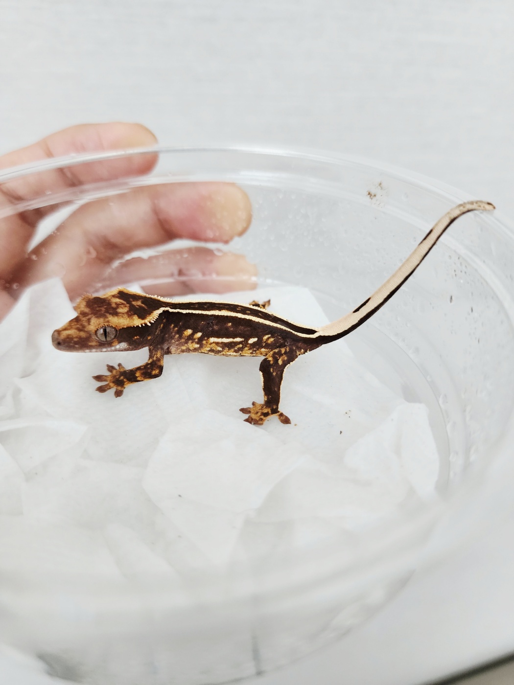 Full Pinstripe Black Empty Back