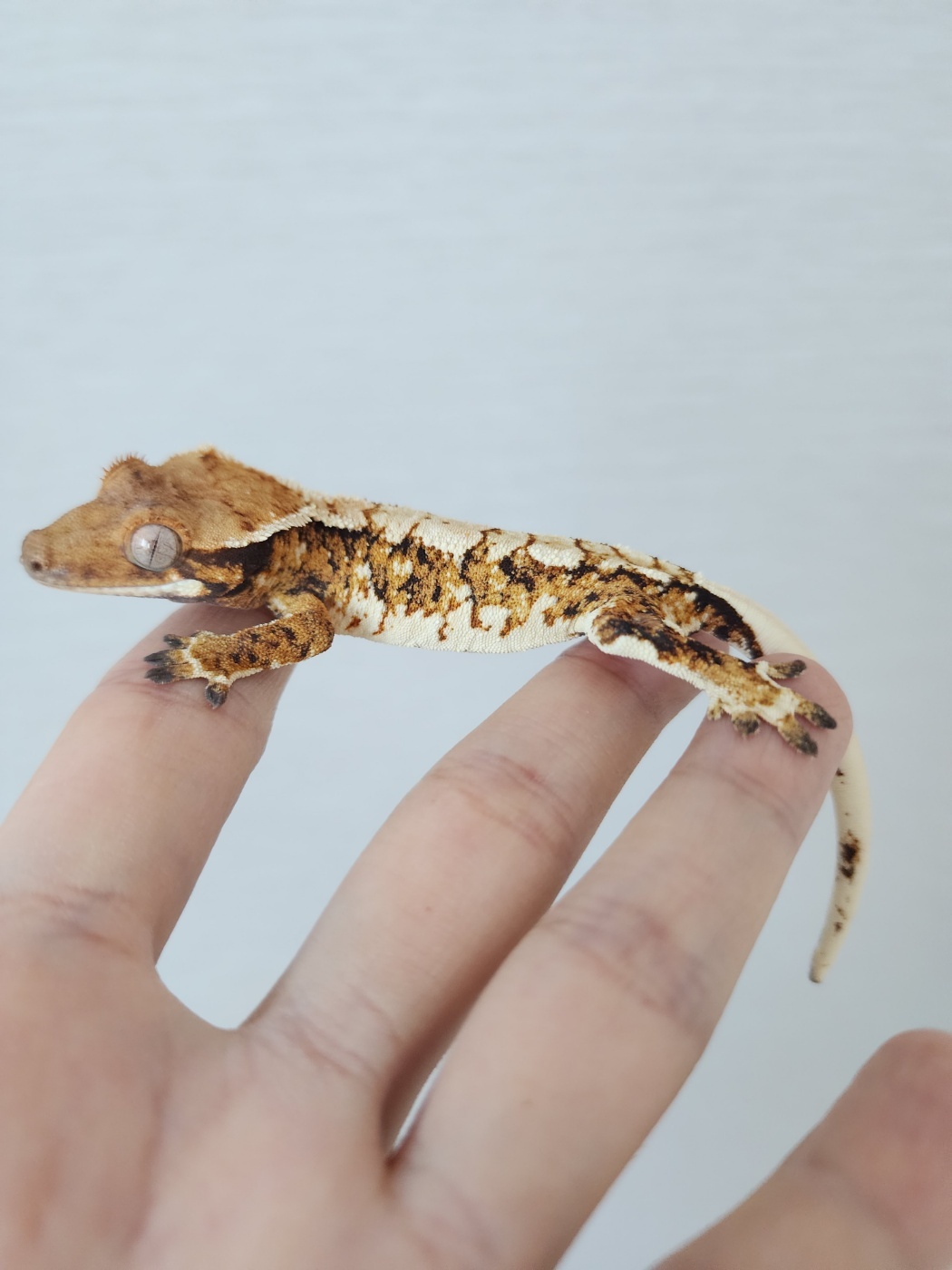 Extreme Harlequin White Pin White Tangerine Tri Harlequin