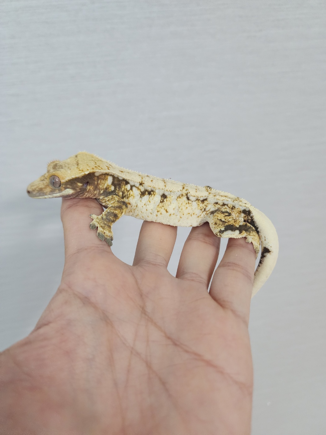 White Spot Drippy White Porthole