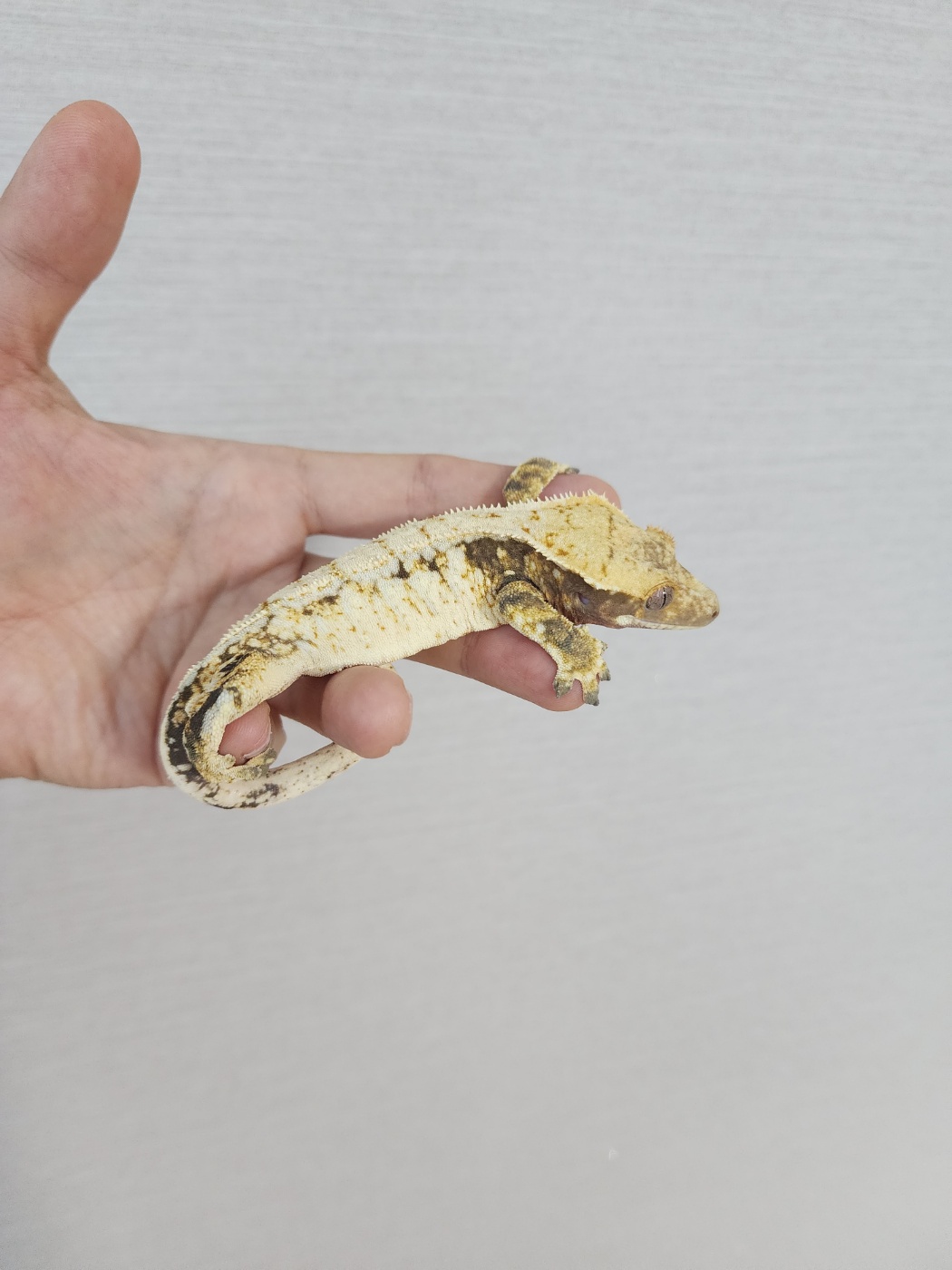 White Spot Drippy White Porthole