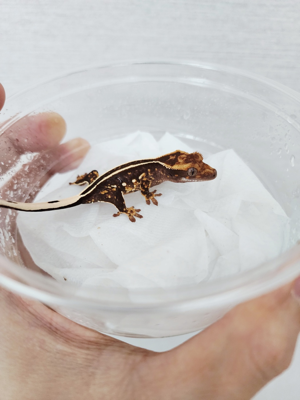 Full Pinstripe Black Empty Back