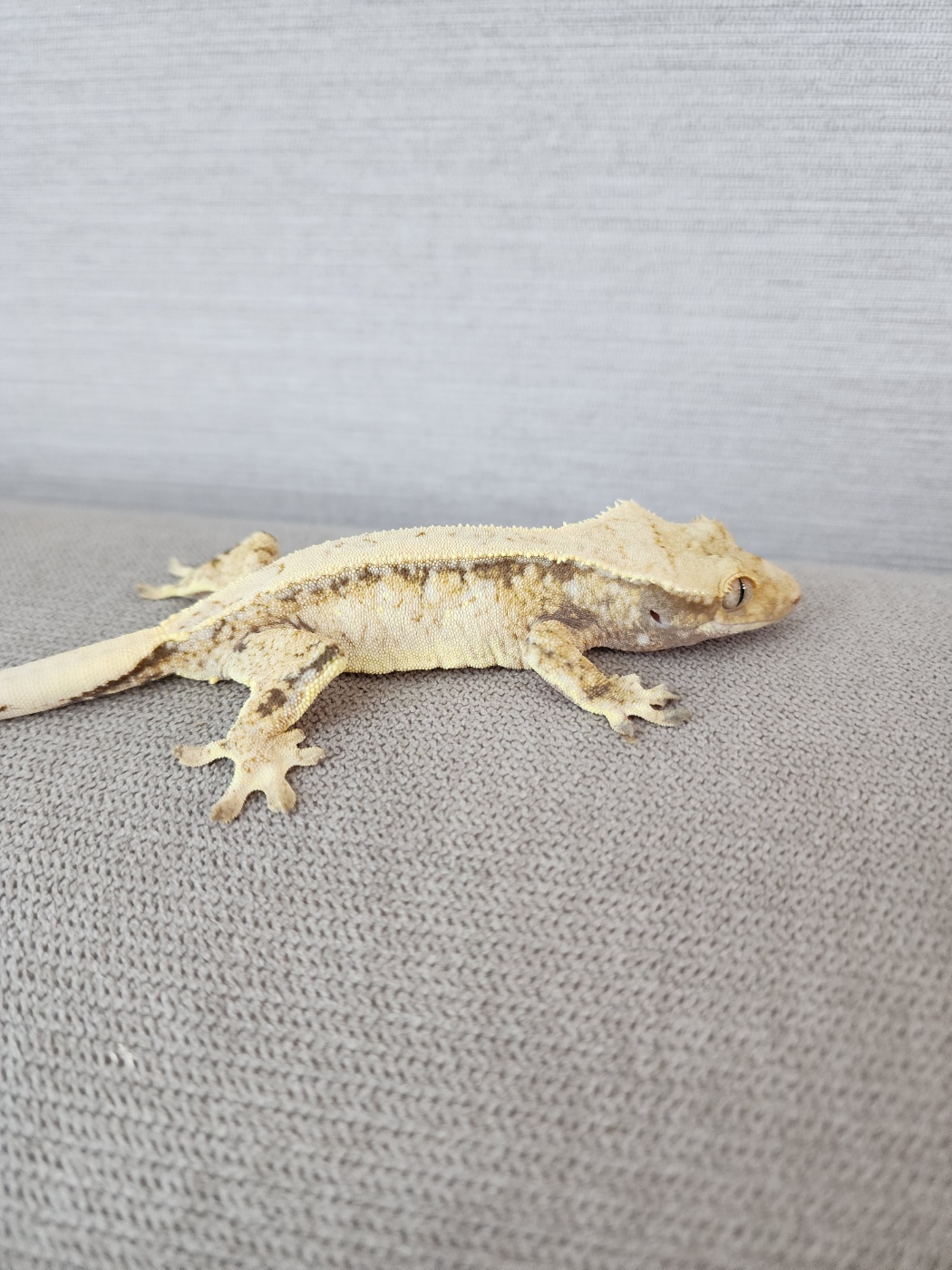 Pinstripe White Spot White Tri Drippy