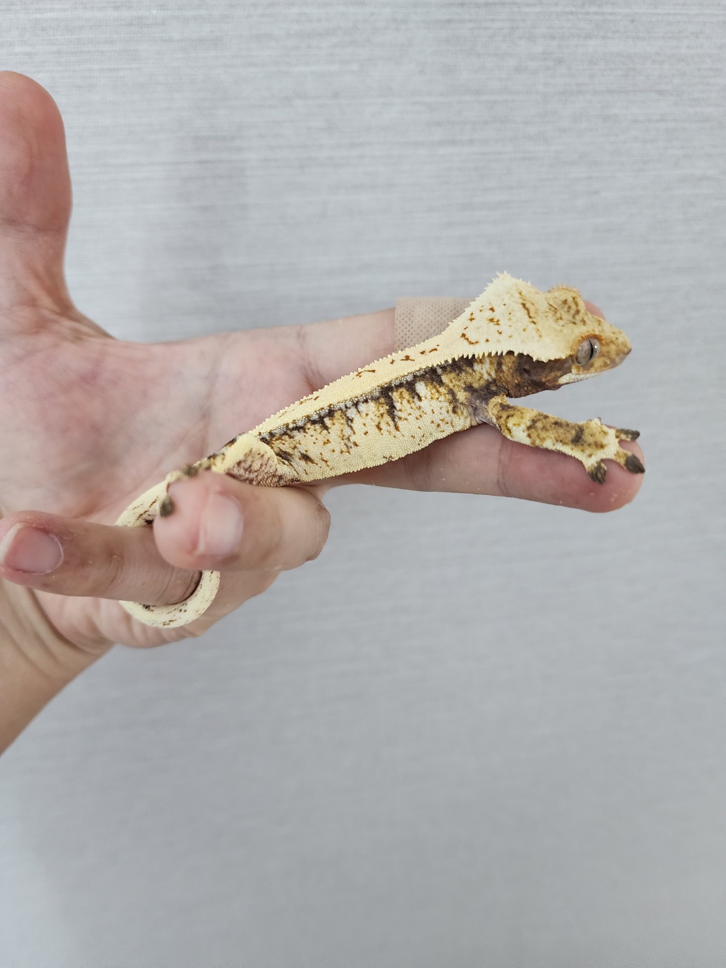 White Spot Tri White Pin Drippy White Porthole Full Pinstripe