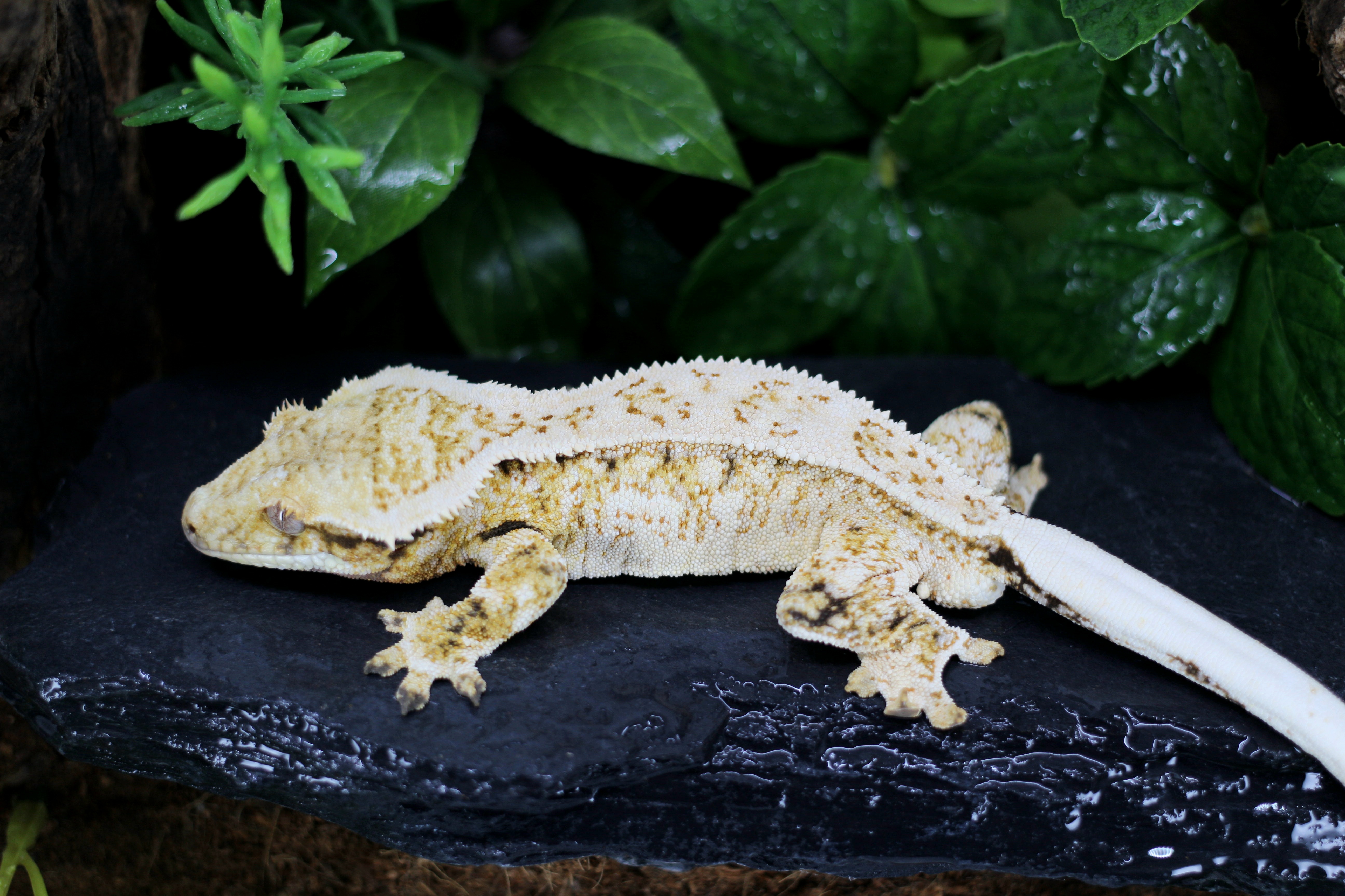 Drippy White Spot Extreme Harlequin Super Stripe Quad