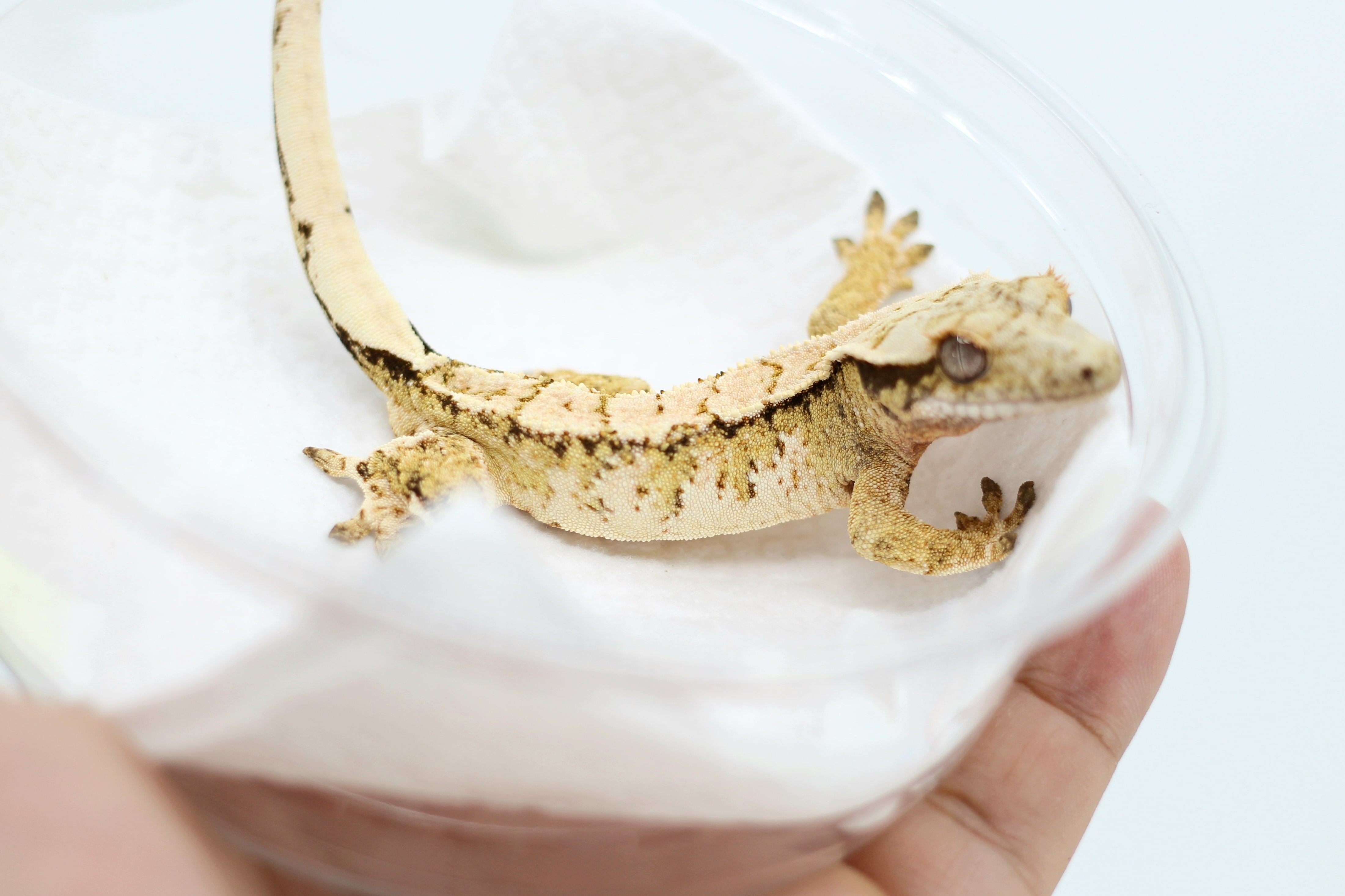 Tri Drippy White Spot