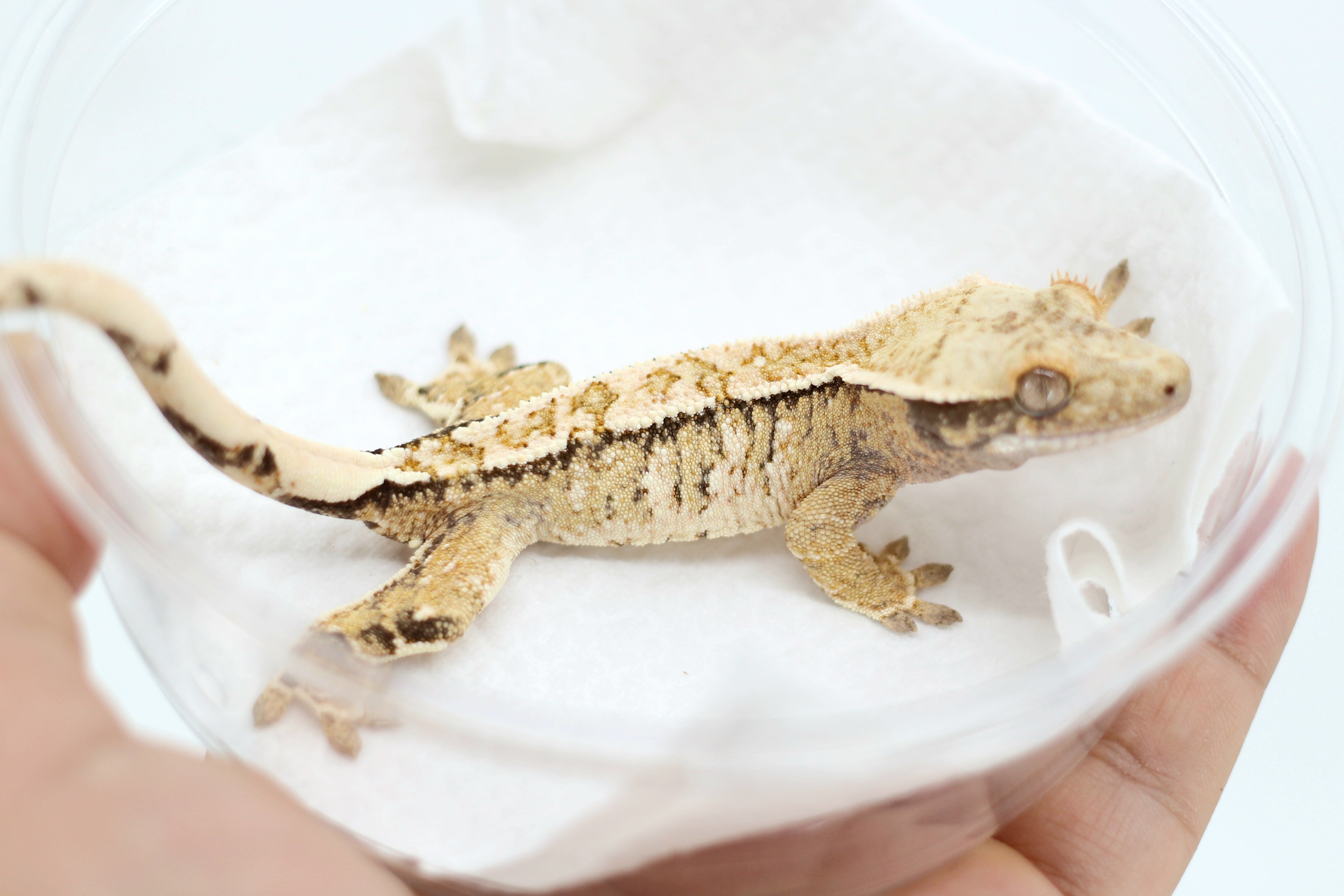 Pinstripe Drippy White Spot Tri