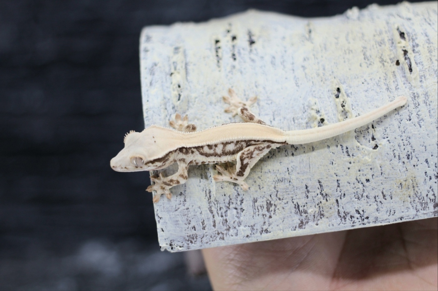 Lilly White Solid Back