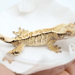 Pinstripe Drippy White Spot Tri