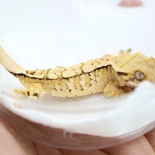 Drippy White Spot Tri