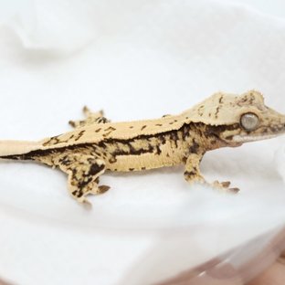 Tri Quad Pinstripe Extreme Harlequin