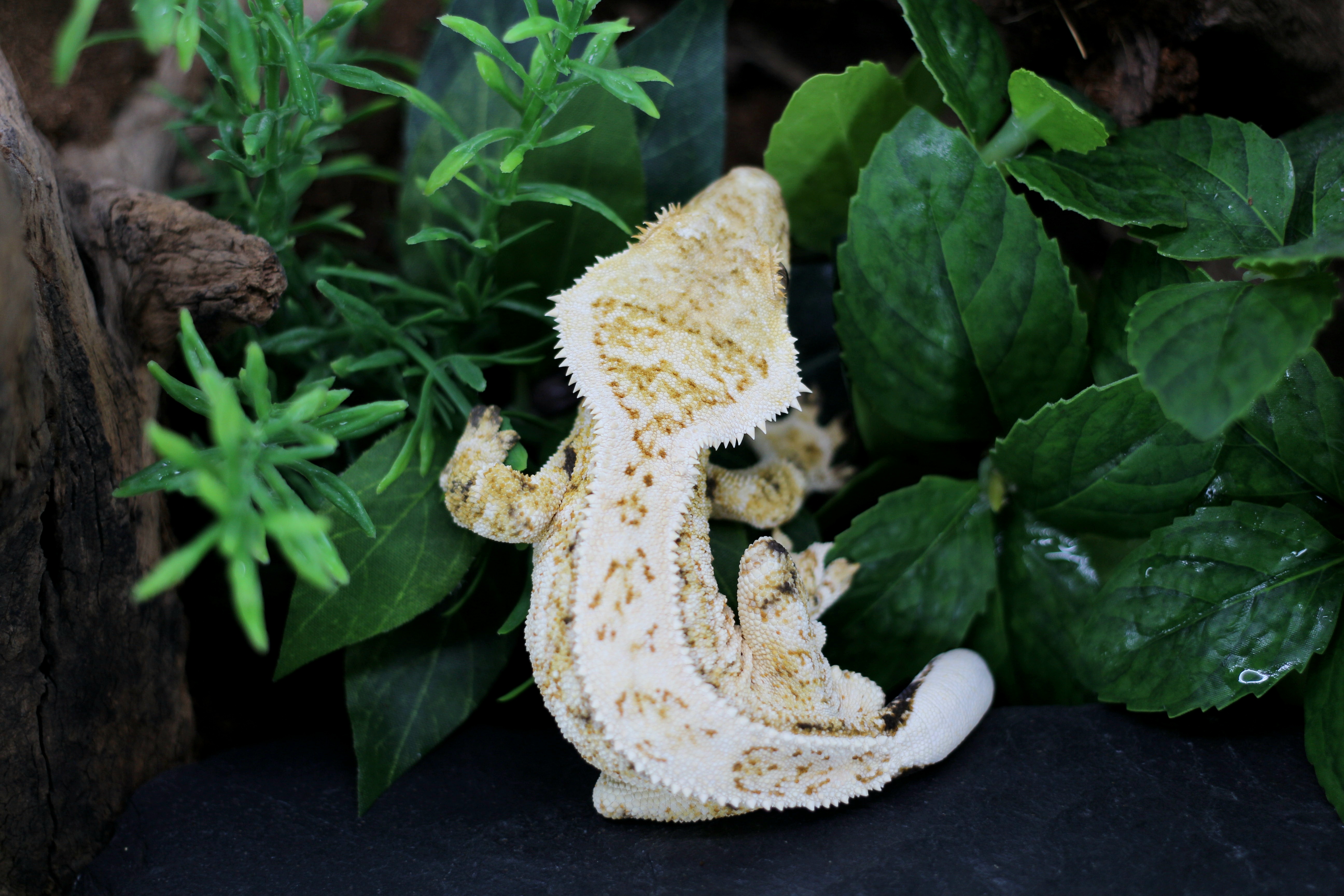 Drippy White Spot Extreme Harlequin Super Stripe Quad