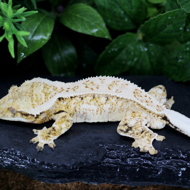 Drippy White Spot Extreme Harlequin Super Stripe Quad