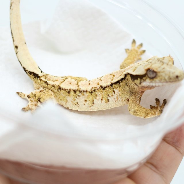 Tri Drippy White Spot