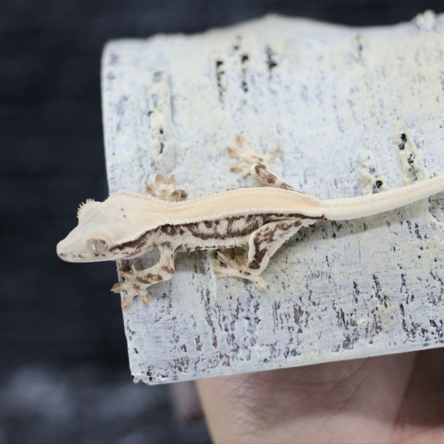 Lilly White Solid Back