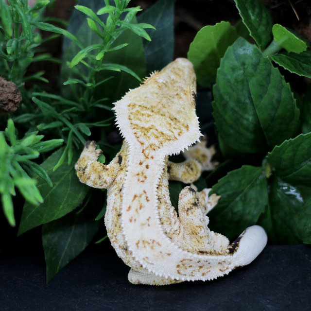 Drippy White Spot Extreme Harlequin Super Stripe Quad