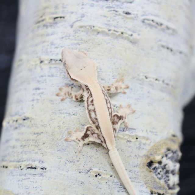 Lilly White Solid Back