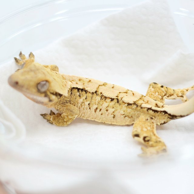 Drippy White Spot Tri