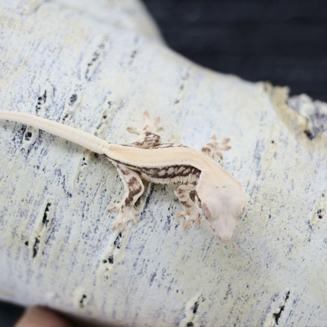 Lilly White Solid Back