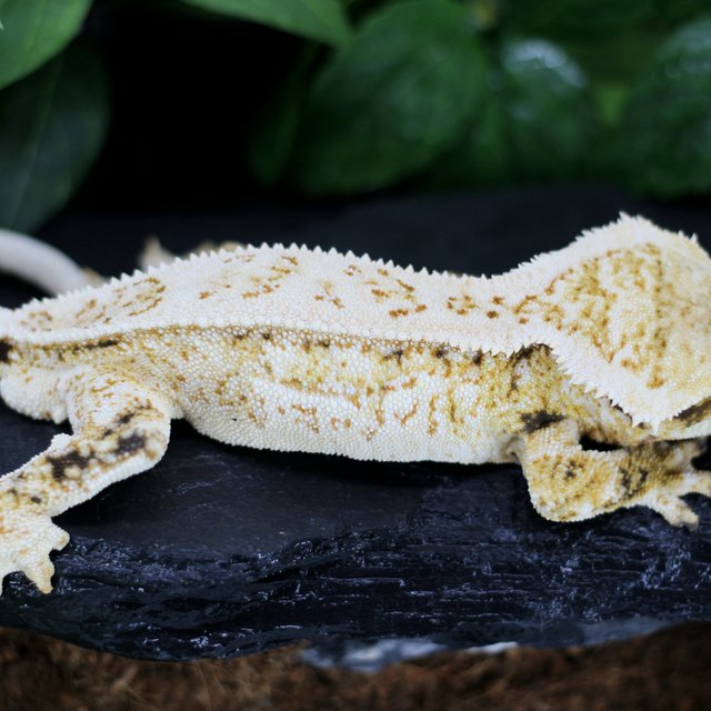 Drippy White Spot Extreme Harlequin Super Stripe Quad