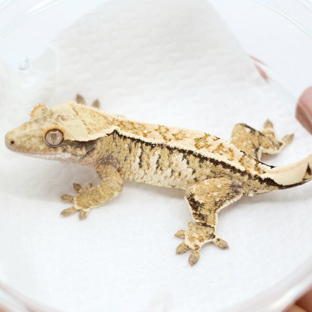 Pinstripe Drippy White Spot Tri