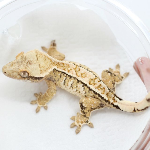 Pinstripe Drippy White Spot Tri