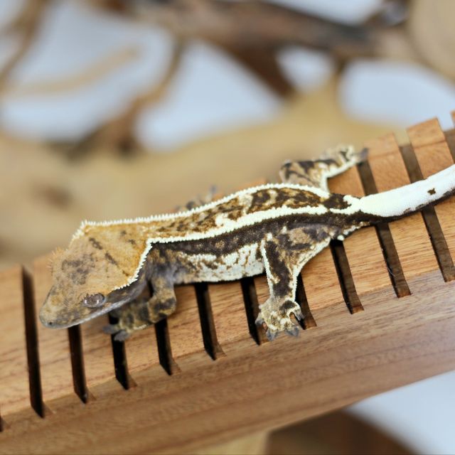 Cappuccino Super Stripe