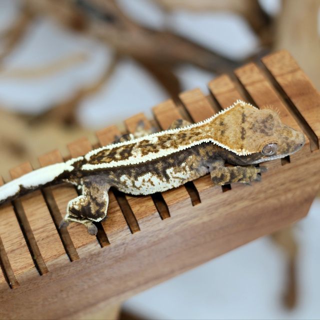 Cappuccino Super Stripe