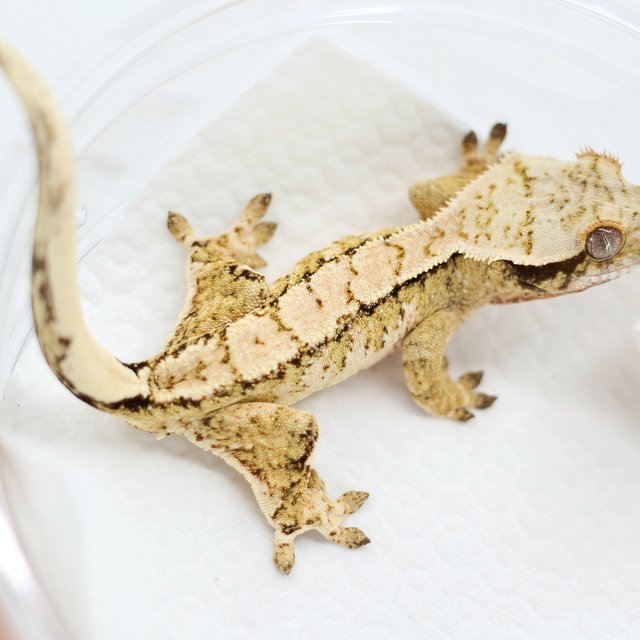 Tri Drippy White Spot