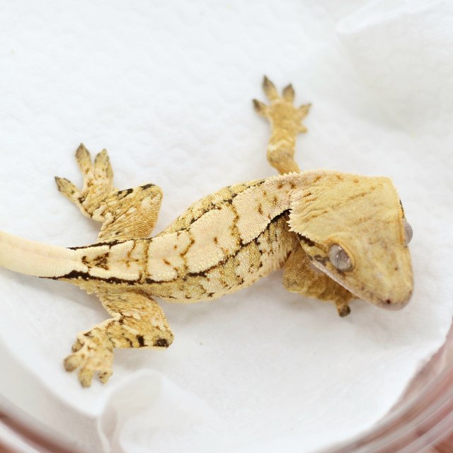 Drippy White Spot Tri