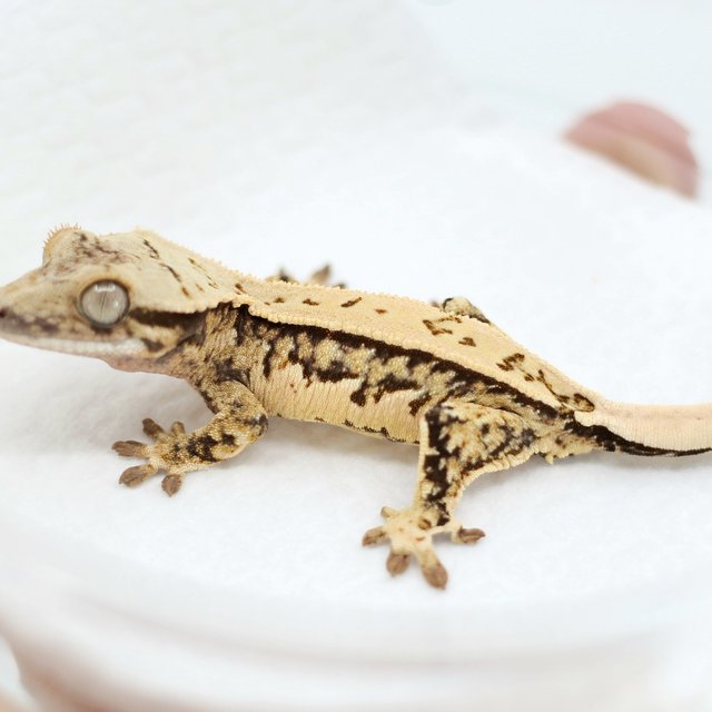 Pinstripe Tri Quad Extreme Harlequin