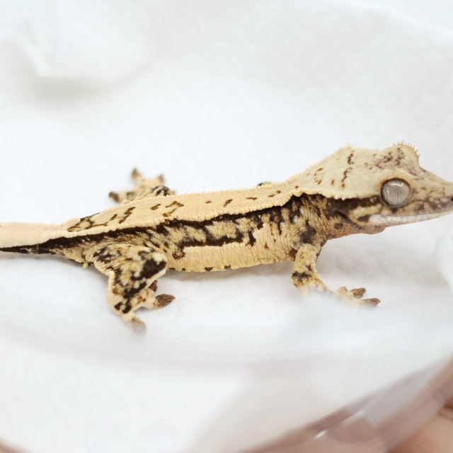 Pinstripe Tri Quad Extreme Harlequin