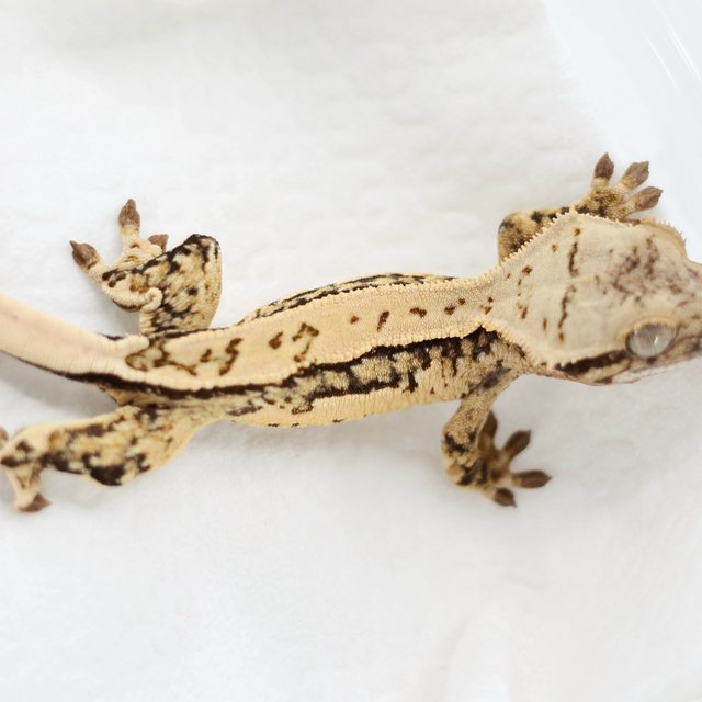 Pinstripe Tri Quad Extreme Harlequin