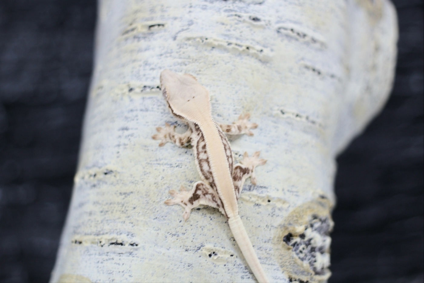 Lilly White Solid Back