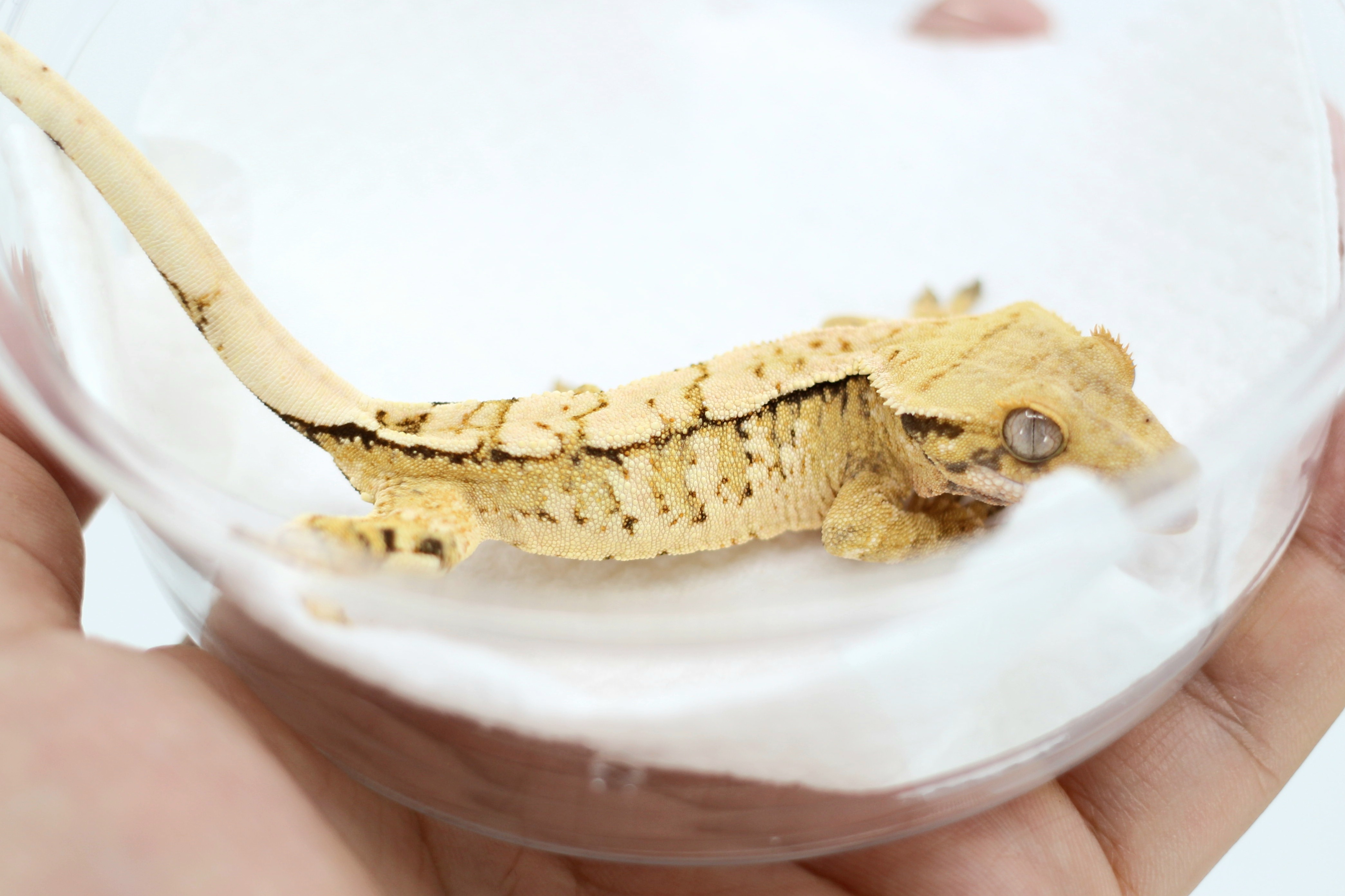 Drippy White Spot Tri