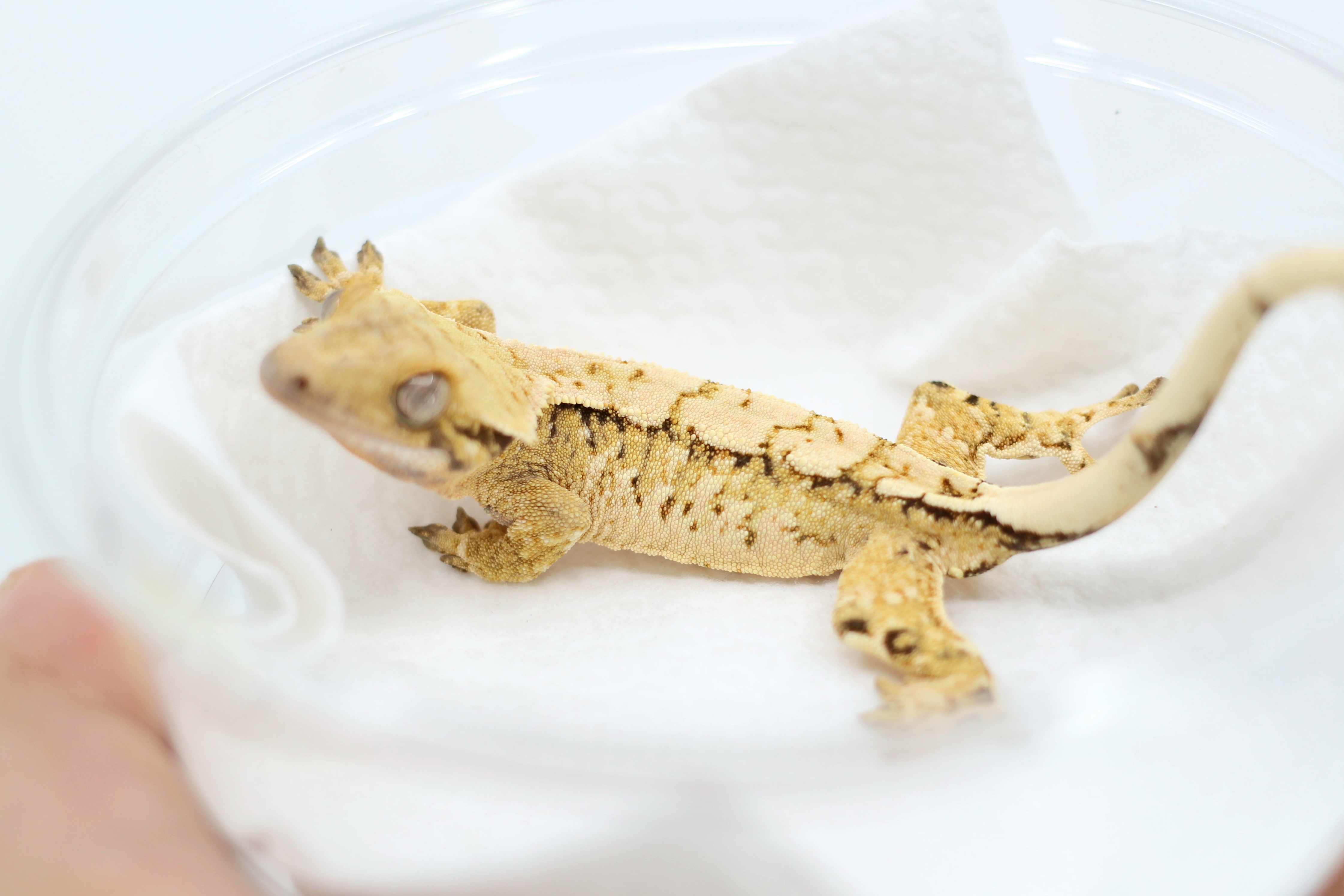 Drippy White Spot Tri