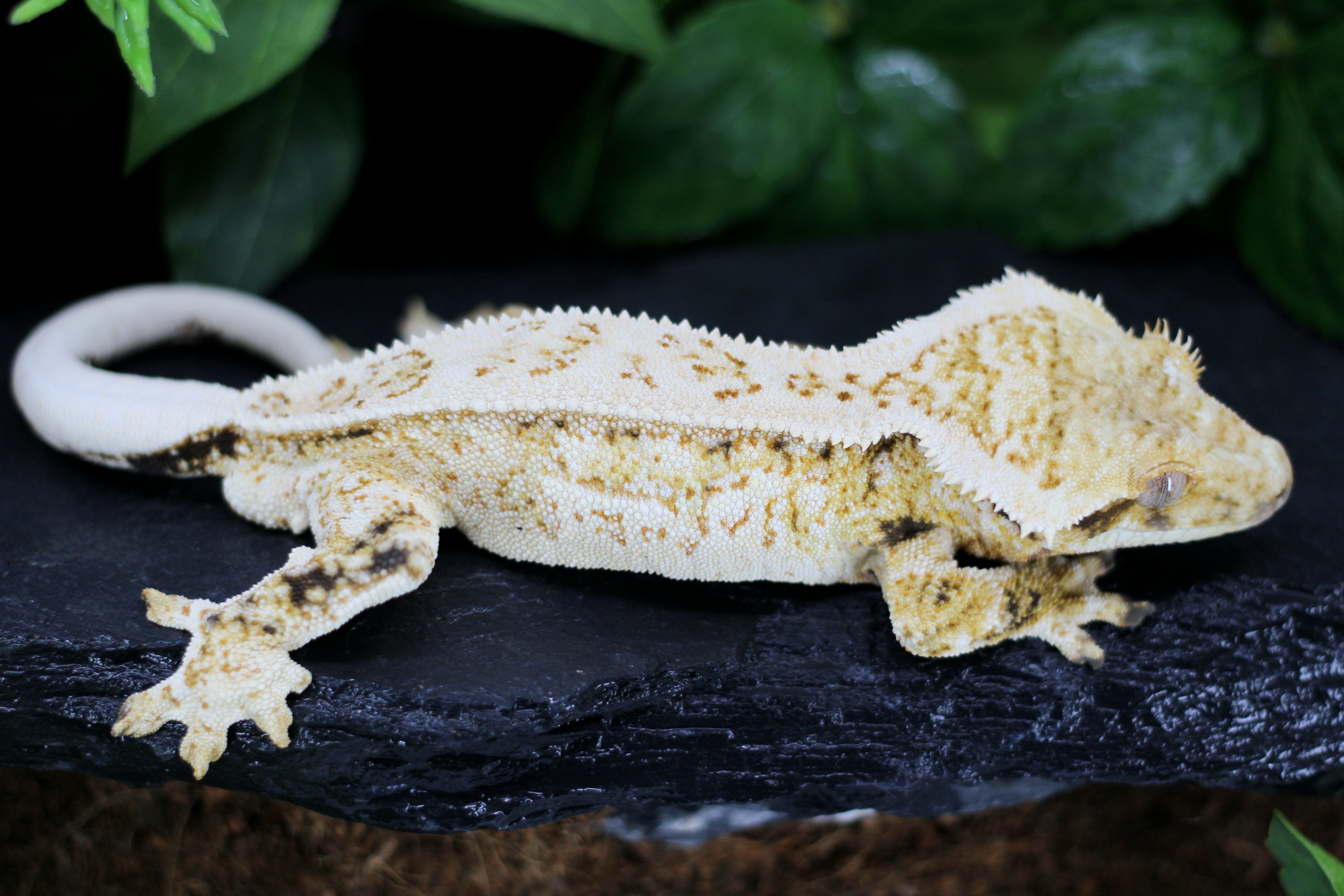 Drippy White Spot Extreme Harlequin Super Stripe Quad