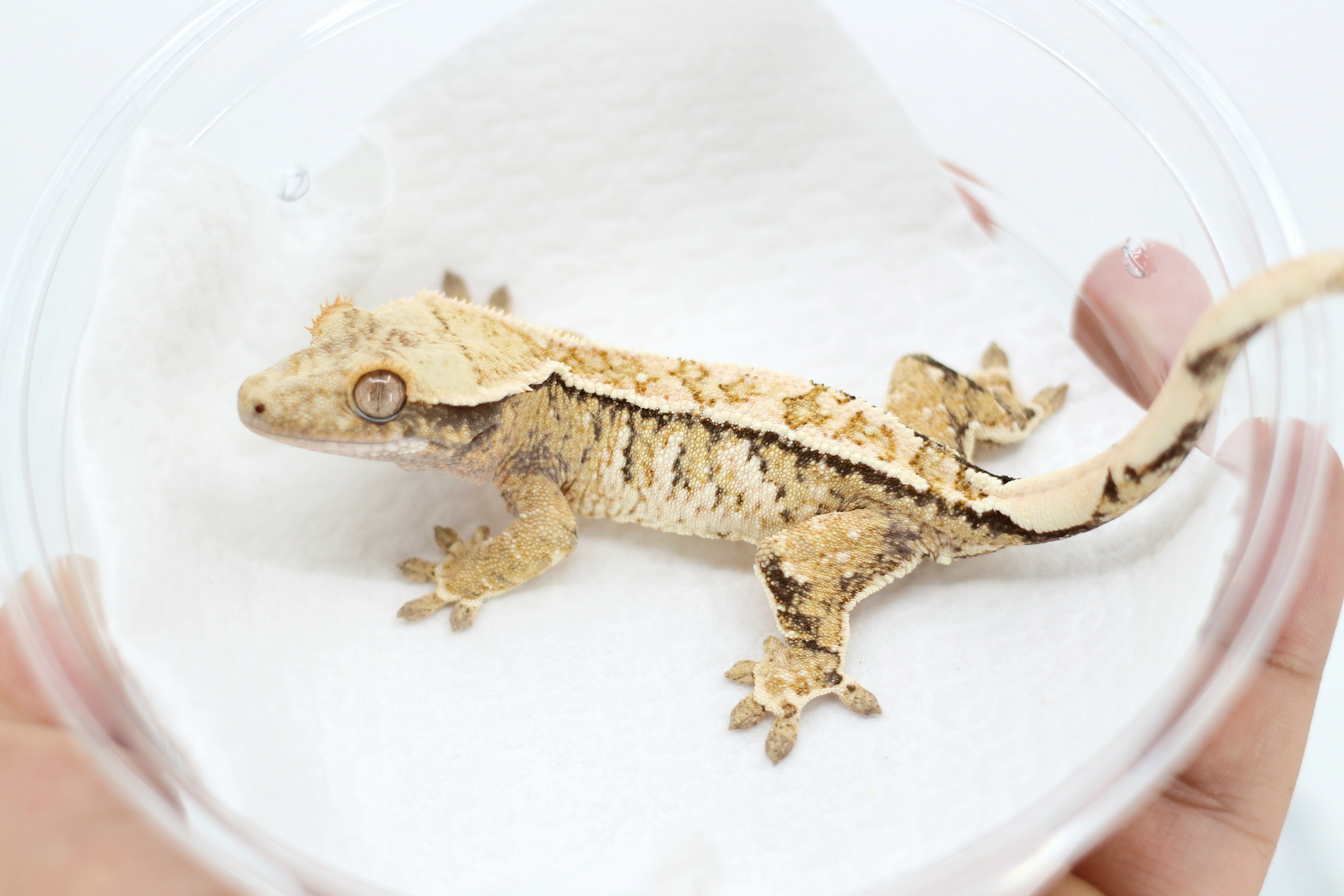 Pinstripe Drippy White Spot Tri