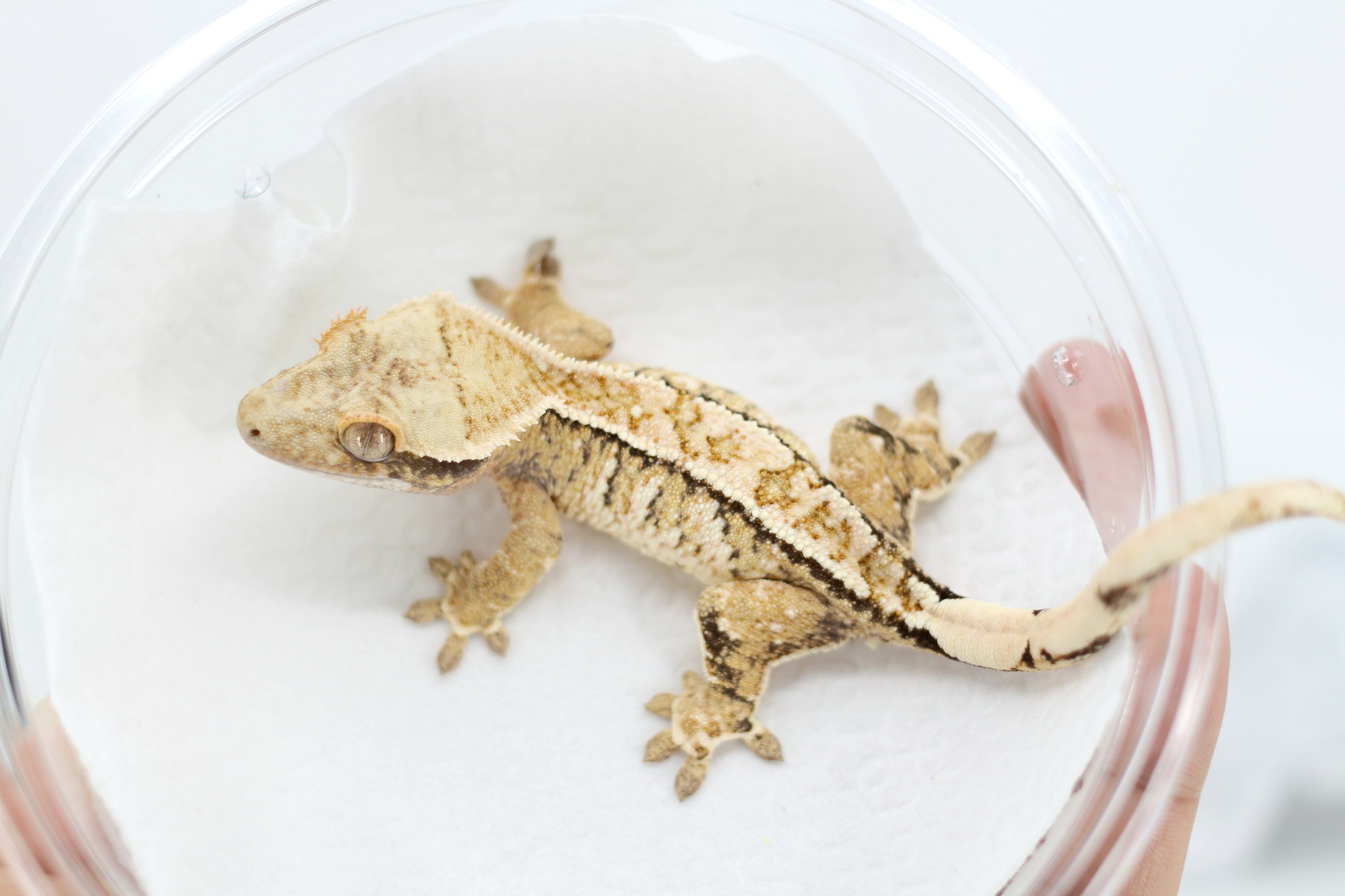 Pinstripe Drippy White Spot Tri