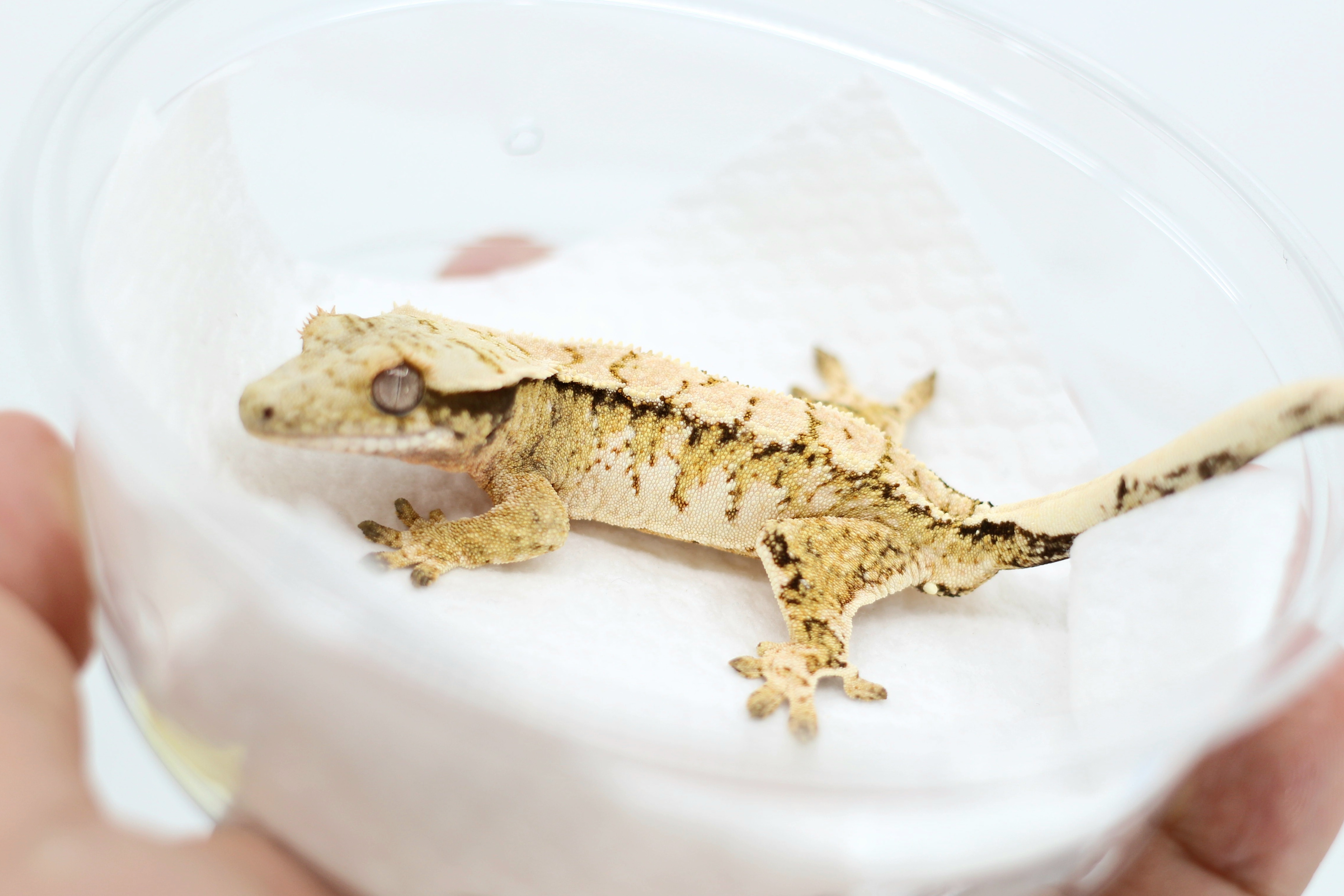 Tri Drippy White Spot