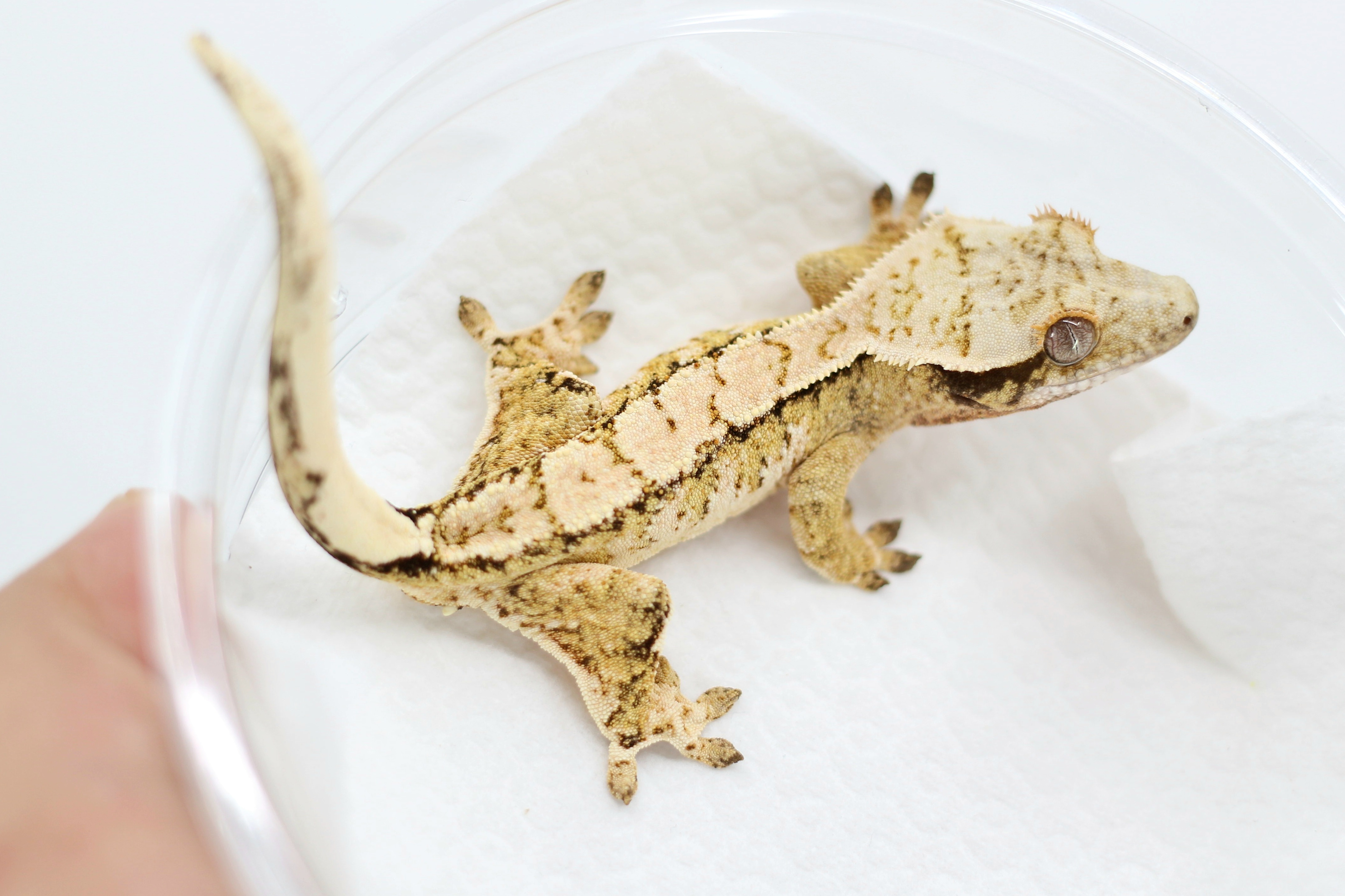 Tri Drippy White Spot