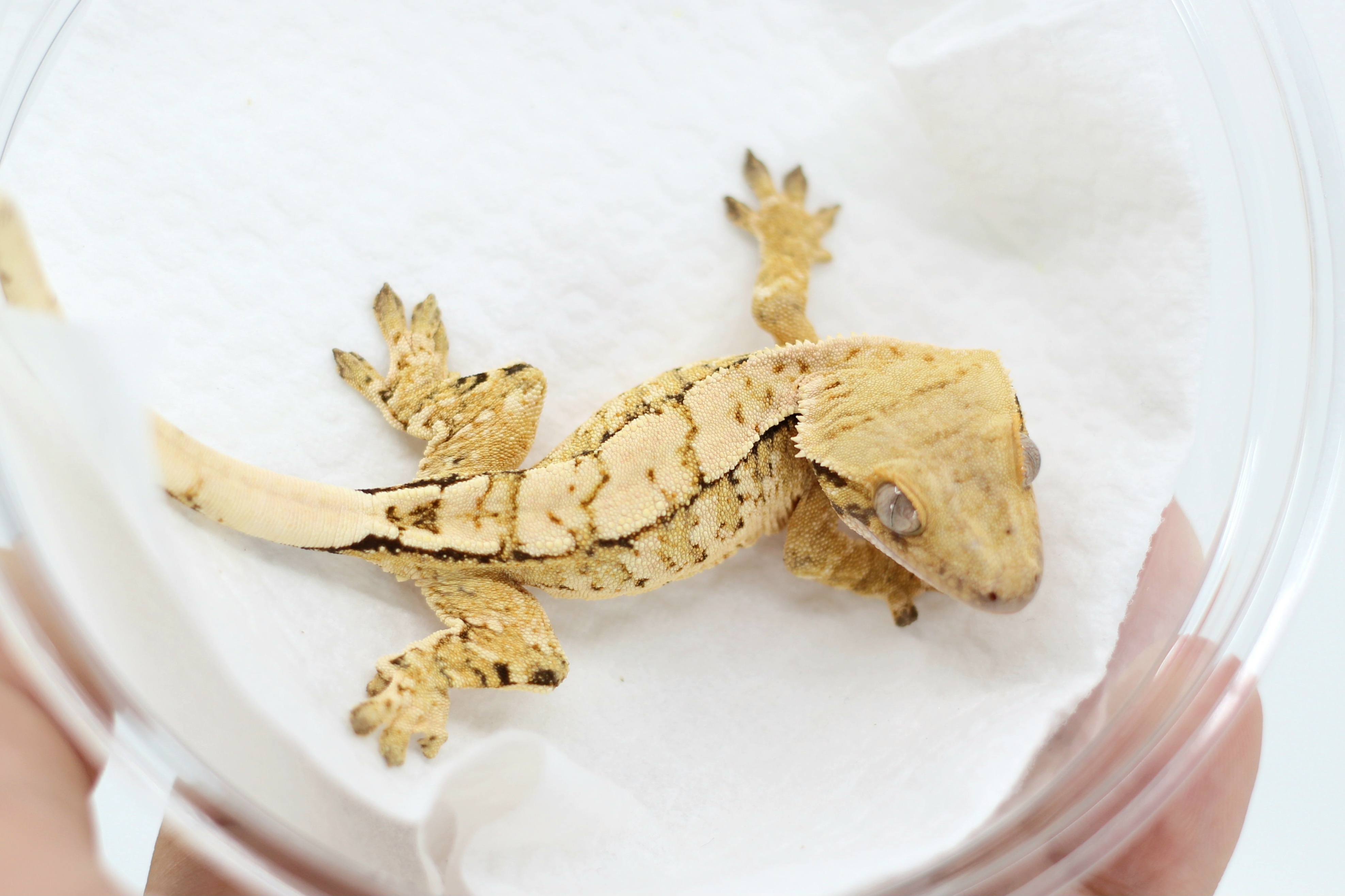 Drippy White Spot Tri