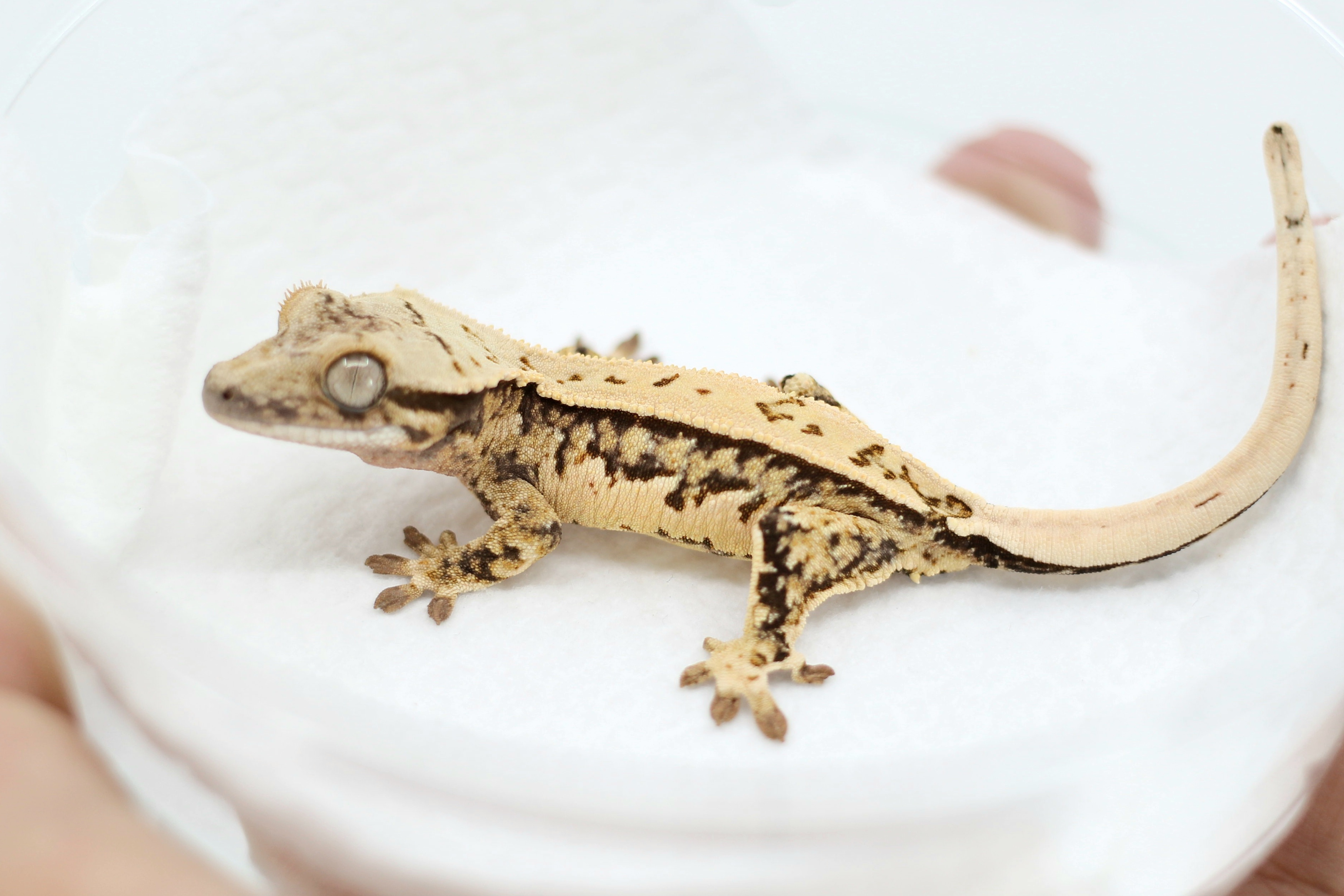 Pinstripe Tri Quad Extreme Harlequin