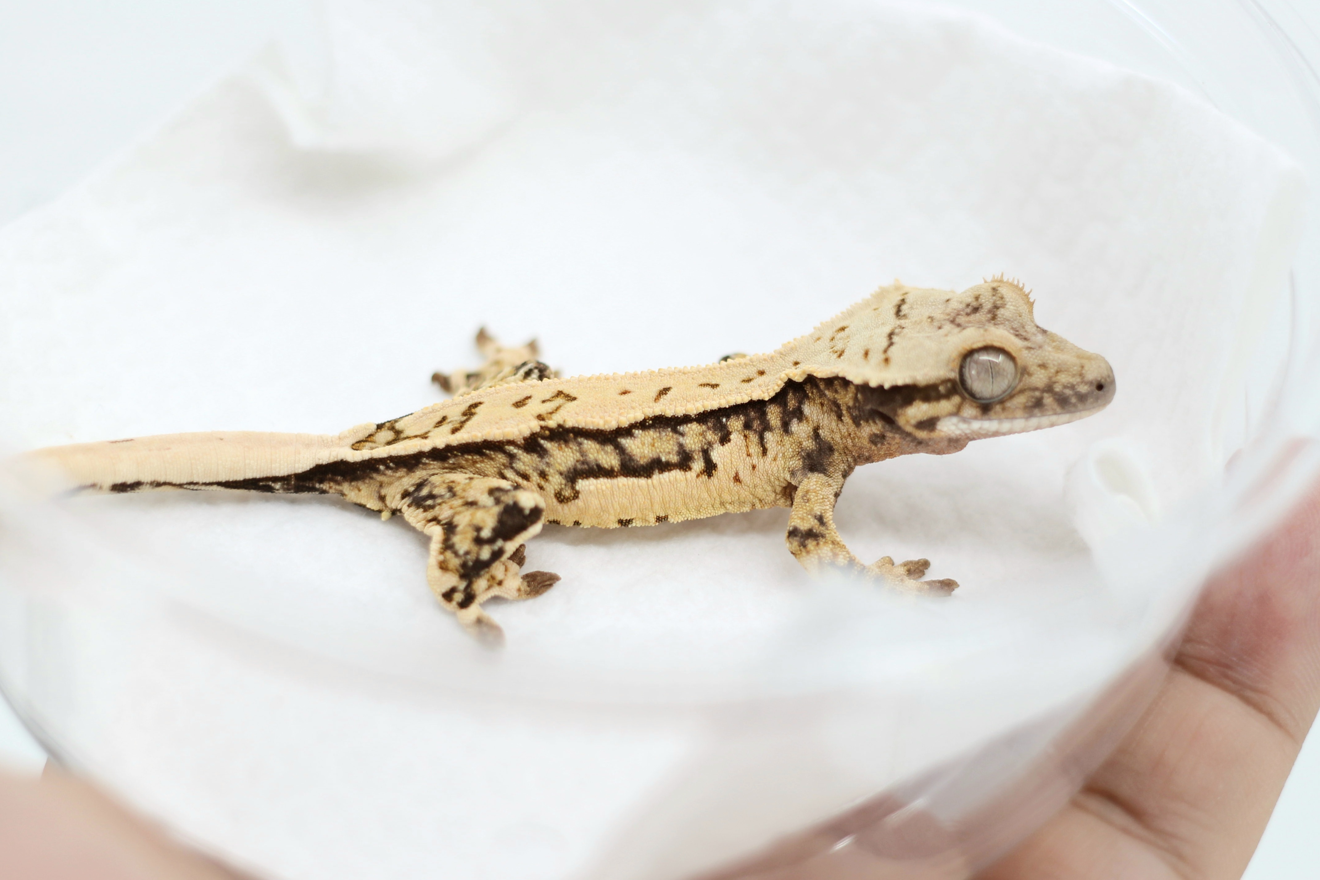 Pinstripe Tri Quad Extreme Harlequin