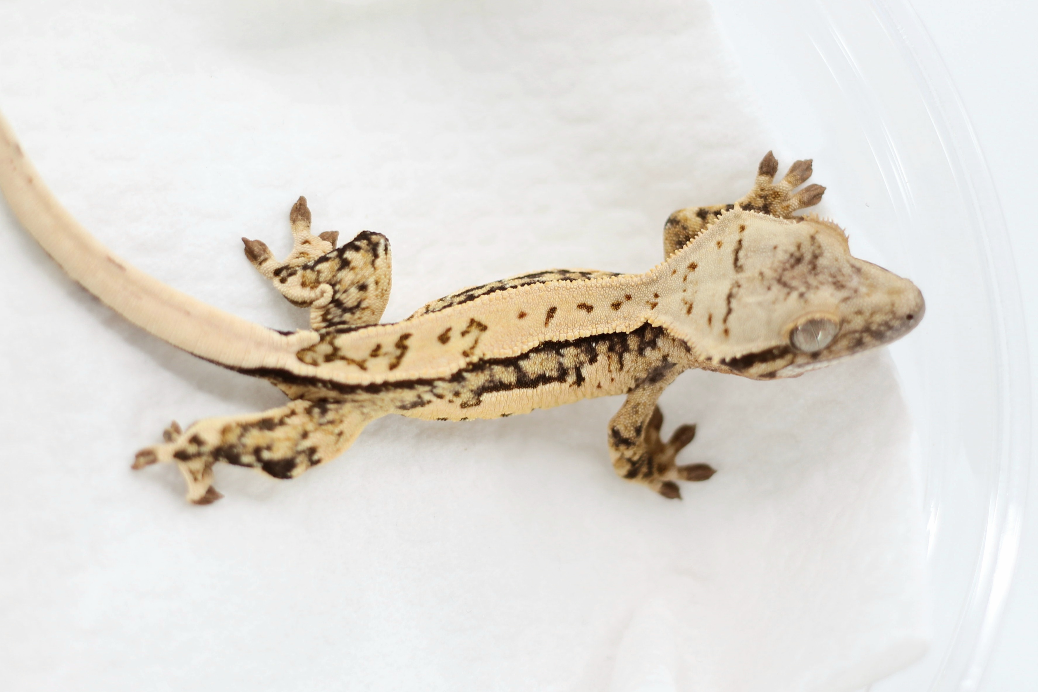 Pinstripe Tri Quad Extreme Harlequin