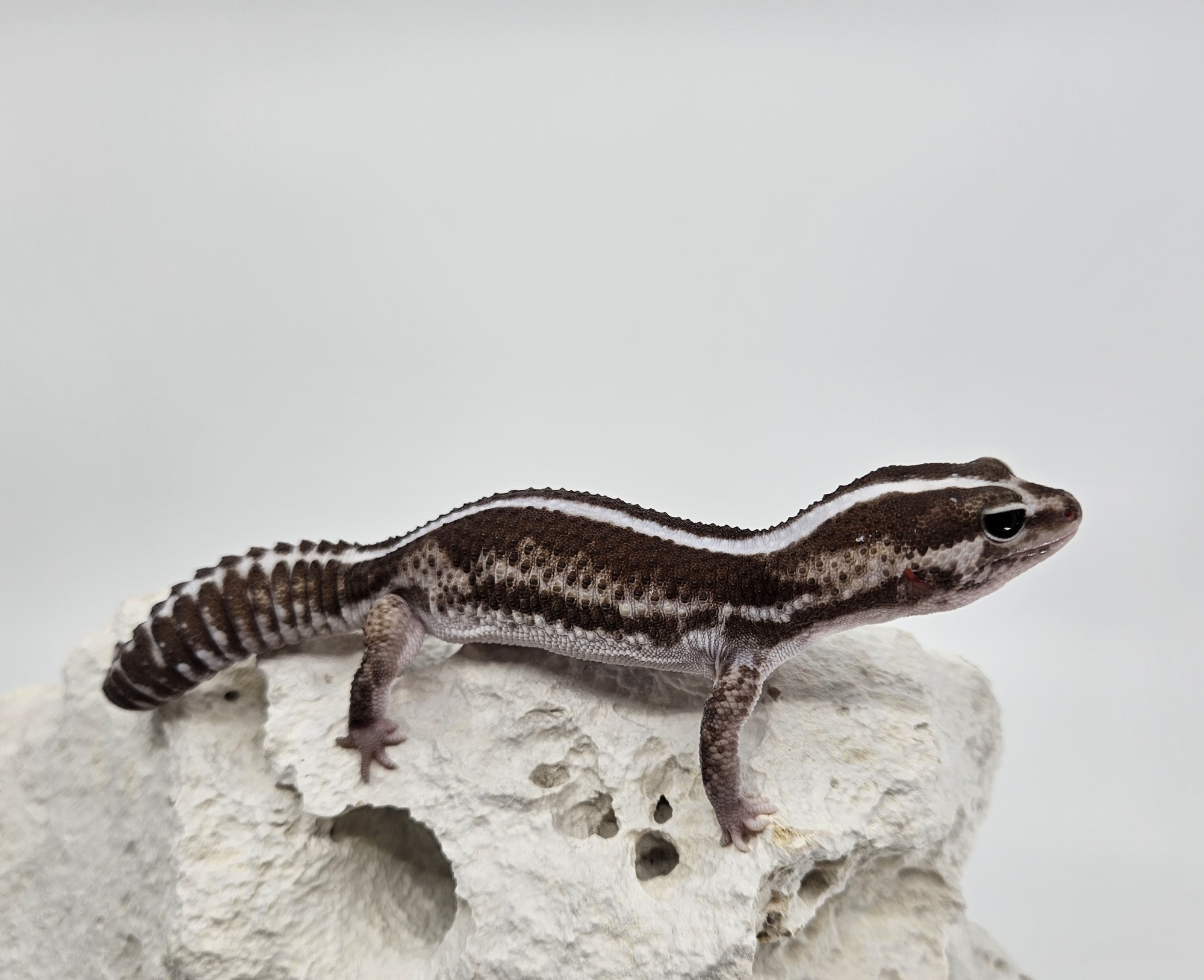 Zero Oreo Het Ghost Het Patternless