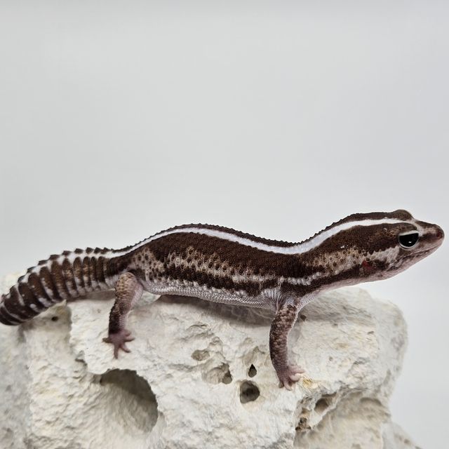 Zero Oreo Het Ghost Het Patternless